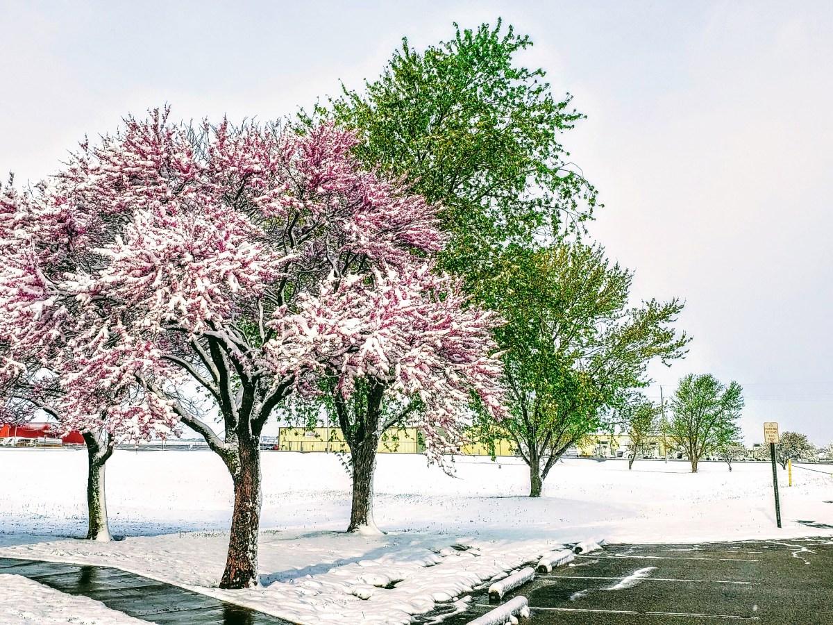 Protecting plants from spring freezes