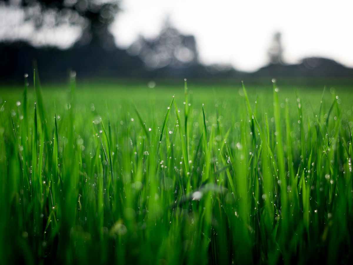 Take control of lawn weeds in the fall