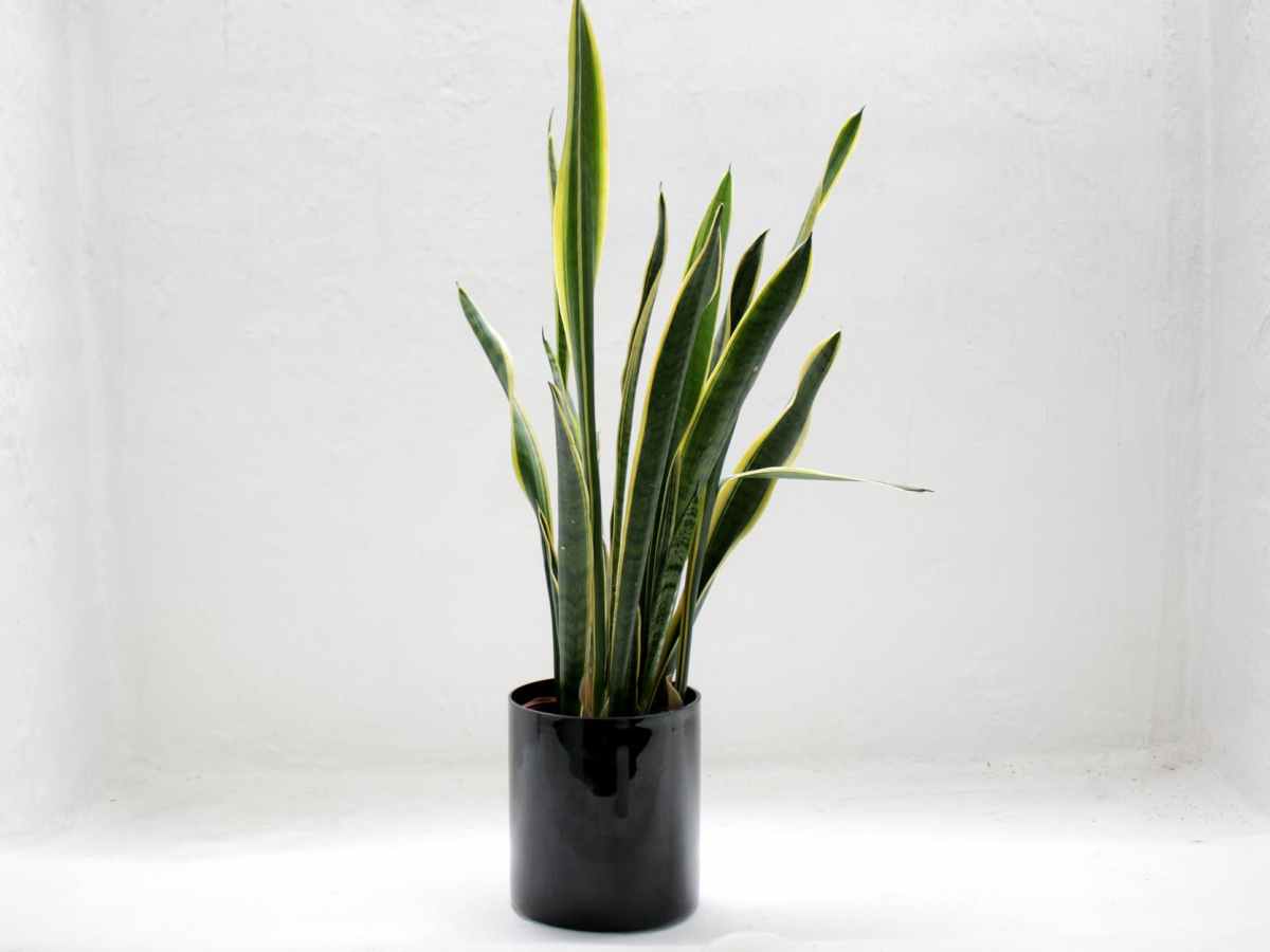 Indoor plants improve the mood indoors
