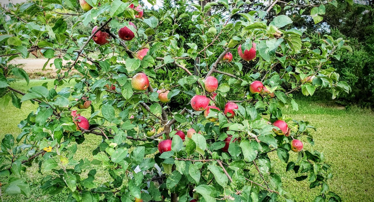 Apple varieties to consider in Central Kansas Central Kansas Lawn