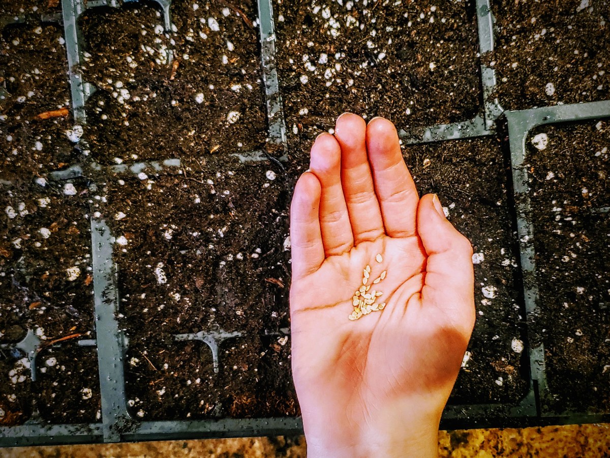 When to start garden seeds (2025)