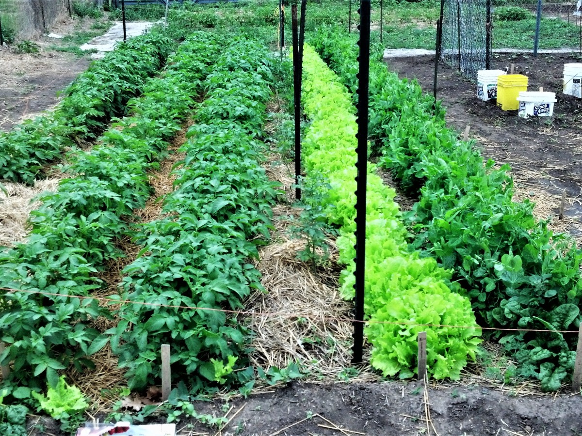 What vegetable varieties are recommended?