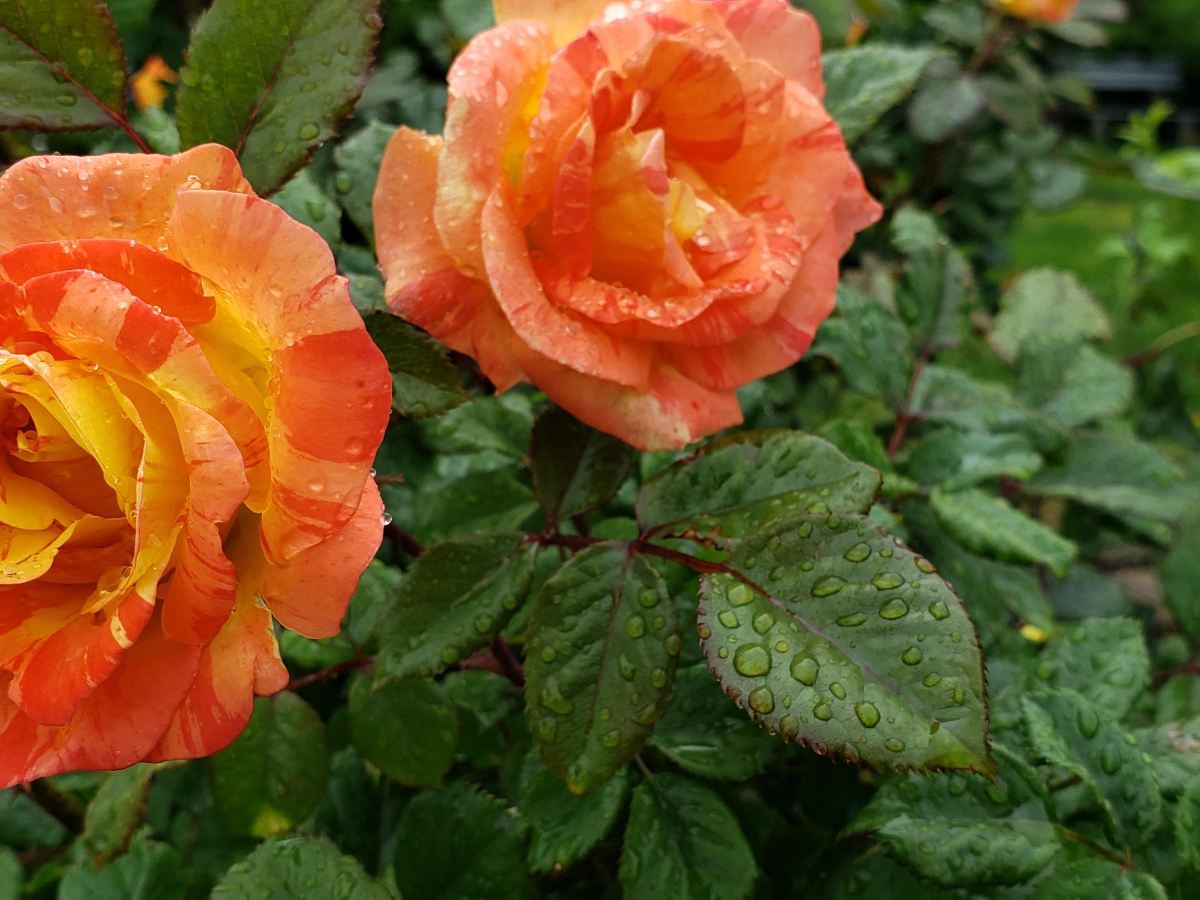 When should I start pruning shrubs?