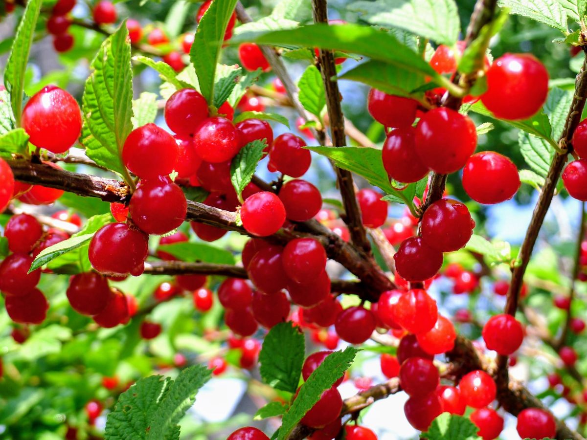 A new way to grow cherries