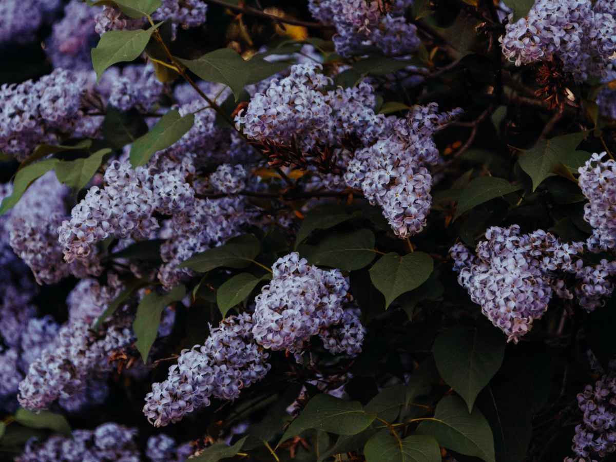 Prune some shrubs now and others later