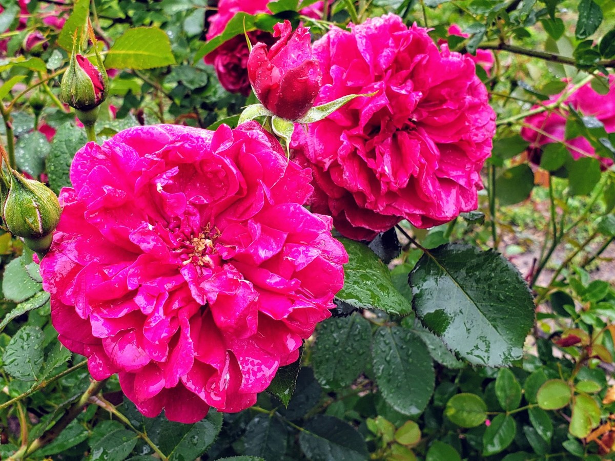Prune roses for better flowering