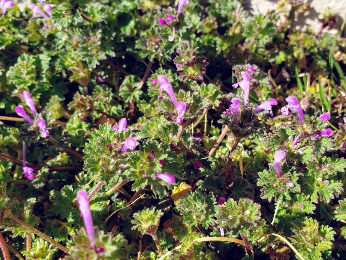 Henbit, a weed with benefits