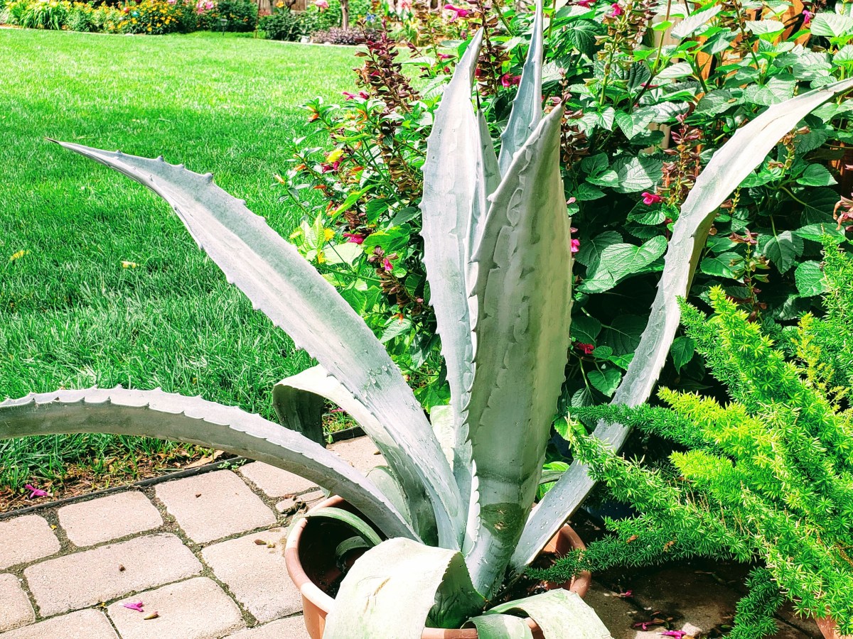 Moving houseplants outside for the summer