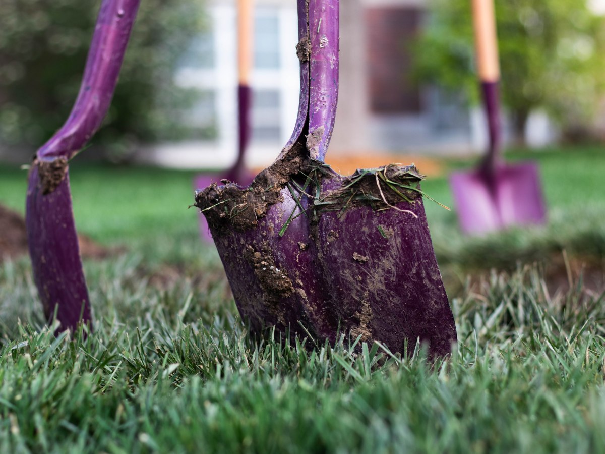 Early fall is a good time to plant trees