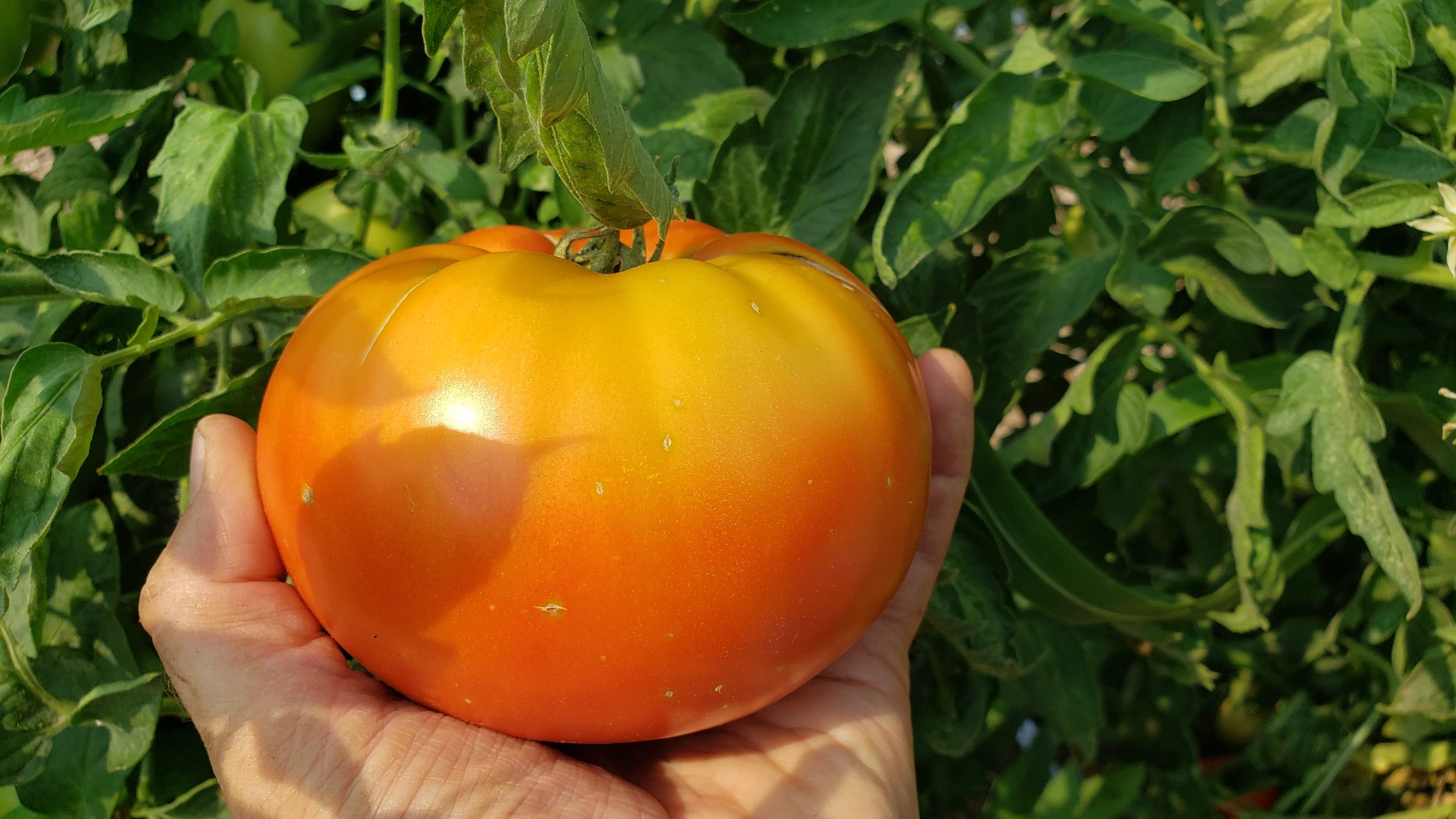 A tomato refresher – Central Kansas Lawn & Garden Blog