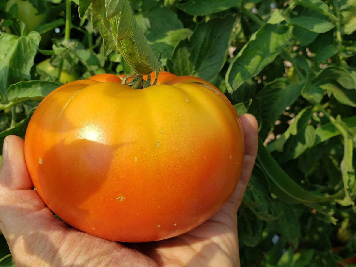 Harvesting and ripening tomatoes