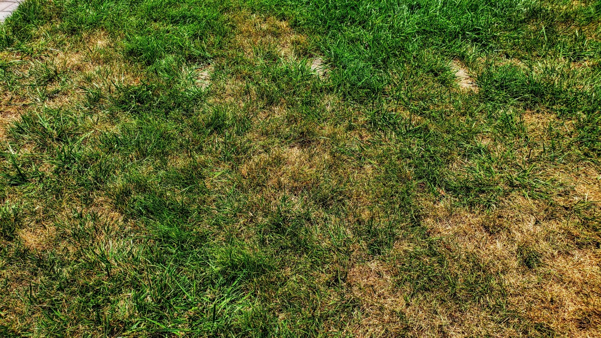 Fall Lawn Seeding Tips Central Kansas Lawn Garden Blog fall-lawn-seeding-tips-central-kansas-lawn-garden-blog