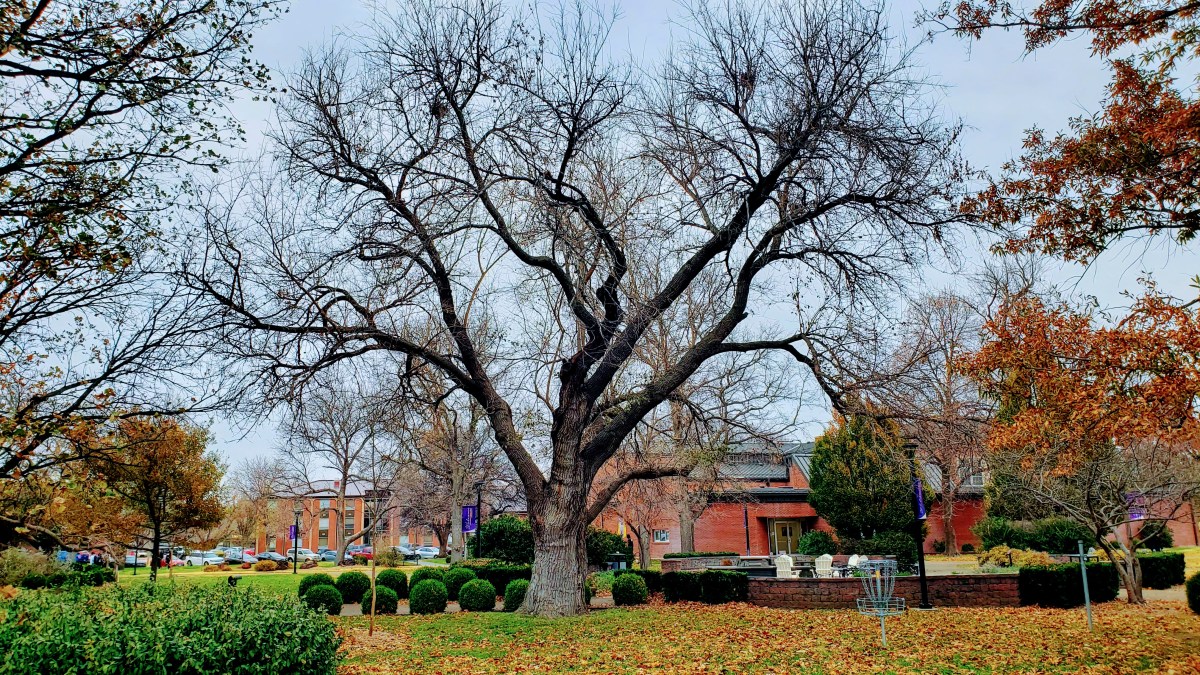 Take action to avoid winter tree injury