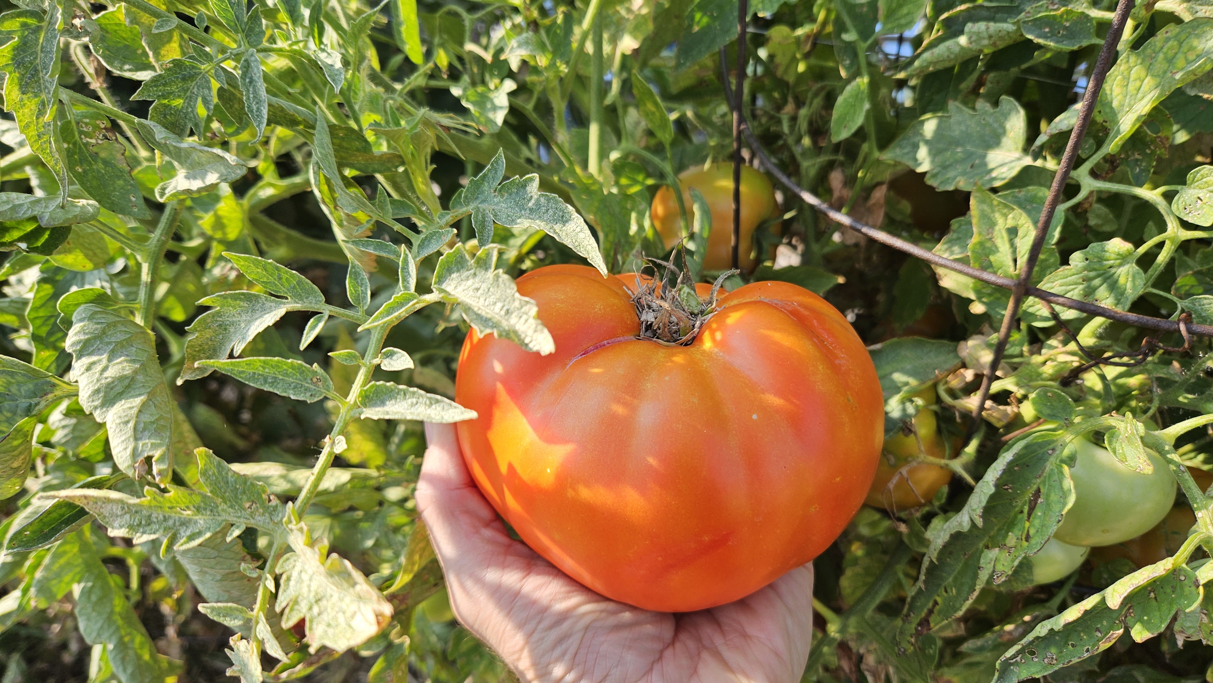 Tomato varieties to try in 2024 – Central Kansas Lawn & Garden Blog