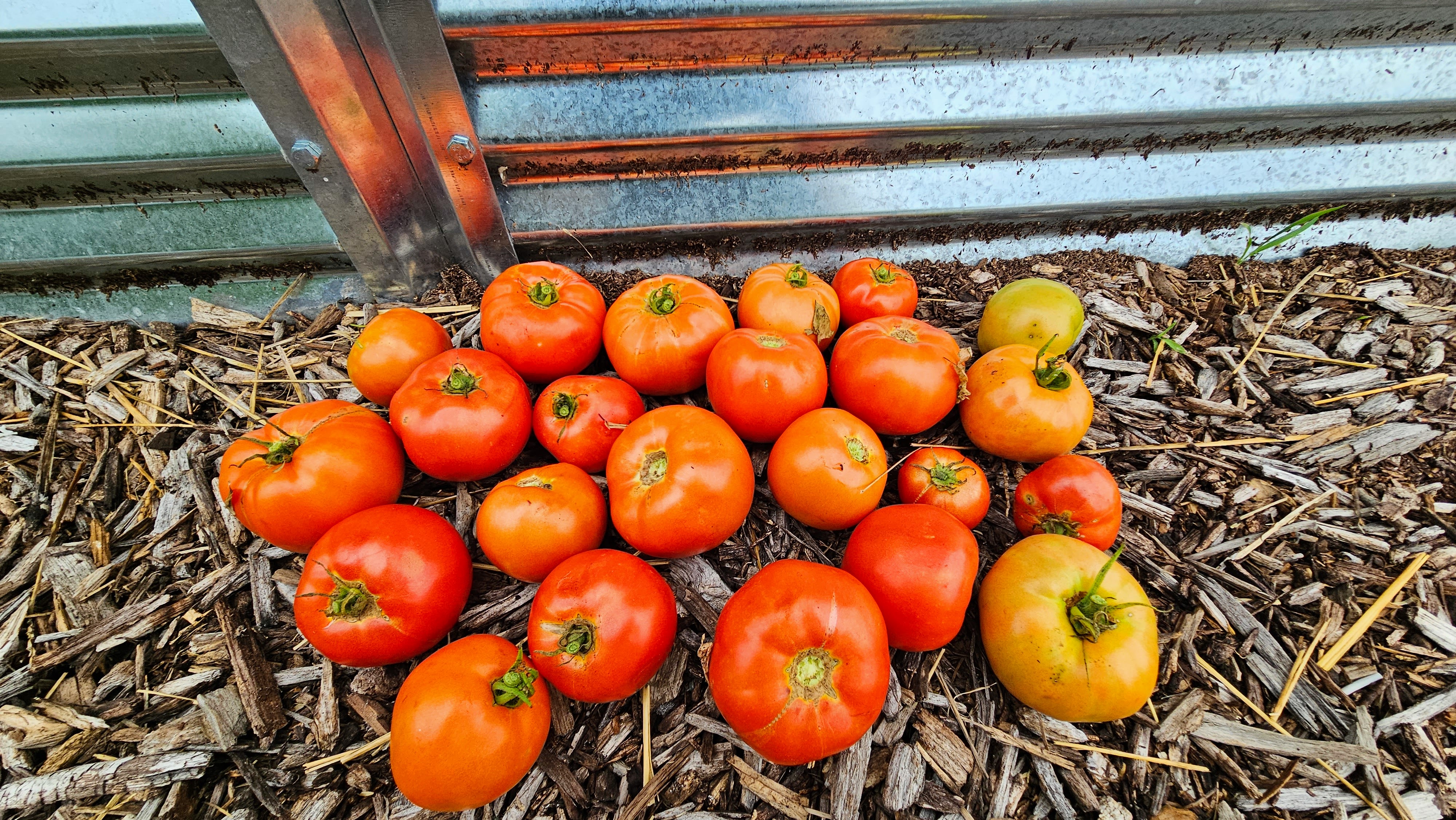 jet-star-tomato-fruit.jpg?w=