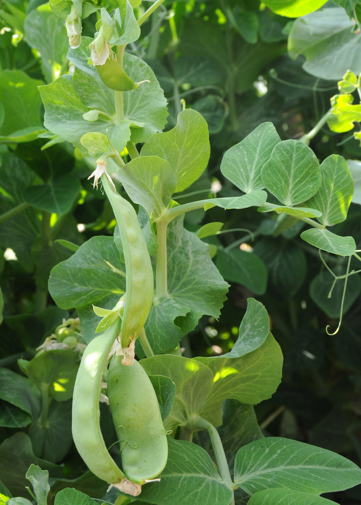 Cool-Season Crops Are Ready to Grow – Central Kansas Lawn & Garden Blog